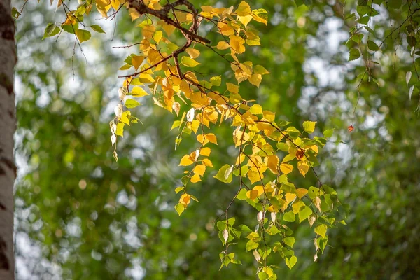 Branches de bouleau aux feuilles vertes et jaunes — matière brute du vénik